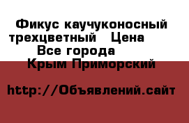 Фикус каучуконосный трехцветный › Цена ­ 500 - Все города  »    . Крым,Приморский